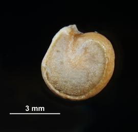   Seed:   Opuntia nbsp; ficus - indica ; Photo by V. Brewster, USDA APHIS PPQ, imageID.idtools.org
